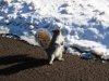 Picture of a squirrel in Boston Common