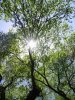 Picture of Arnold Arboretum