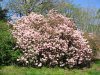 Picture of Arnold Arboretum