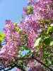 Picture of Arnold Arboretum