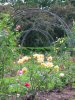 Picture of Roses Garden