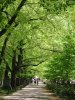 Picture of Public Garden