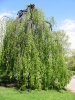 Picture of Public Garden