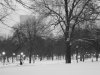 Picture of Boston Common