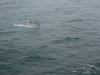Picture of Dolphins
