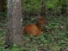 Picture of Arnold Arboretum